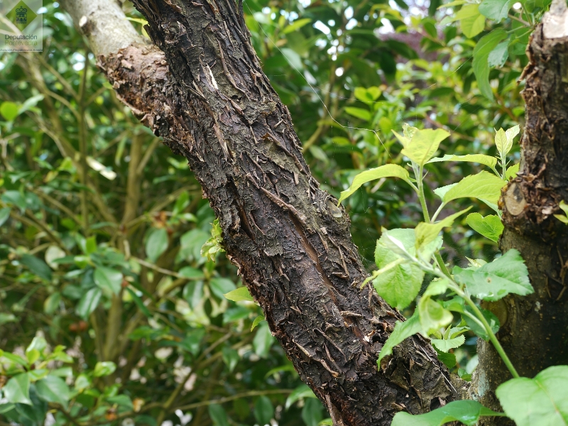 Enfermedades madera - Wood deseases - Enfermidades madeira >> Sint cancro en rama manzano.jpg